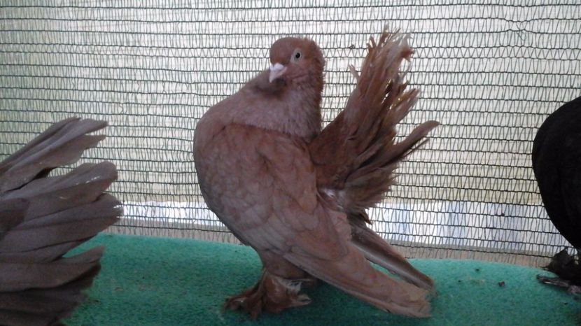  - Rostow galben cu mot MASCULI 2017