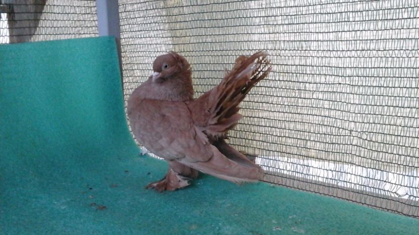  - Rostow galben cu mot MASCULI 2017