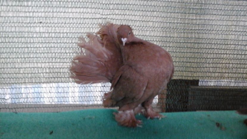  - Rostow galben cu mot MASCULI 2017