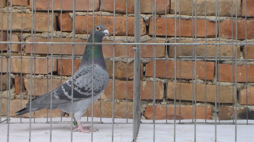 SAM_4980 - 135536-11 F 100 lei