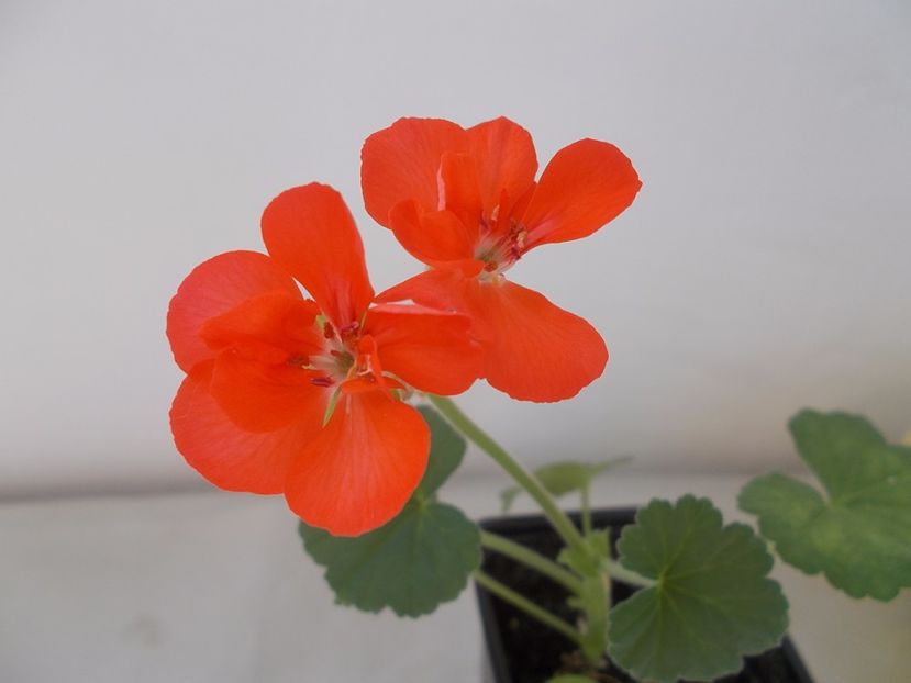 Muscata orange - PLANTE DE VANZARE