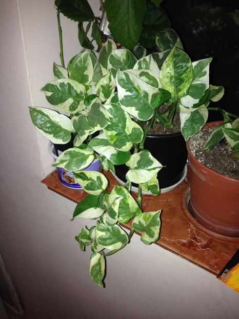 image - plante verzi