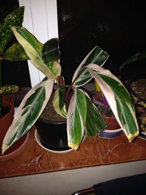 image - plante verzi