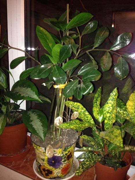 image - plante verzi