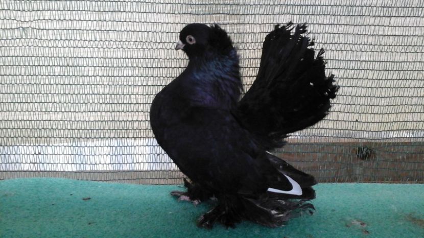 M 7443; 2016, 125 lei - au fost VANDUTI