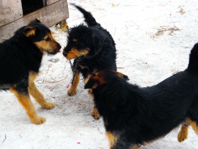 P2110050 - JAGDTERRIERI-cainii mei