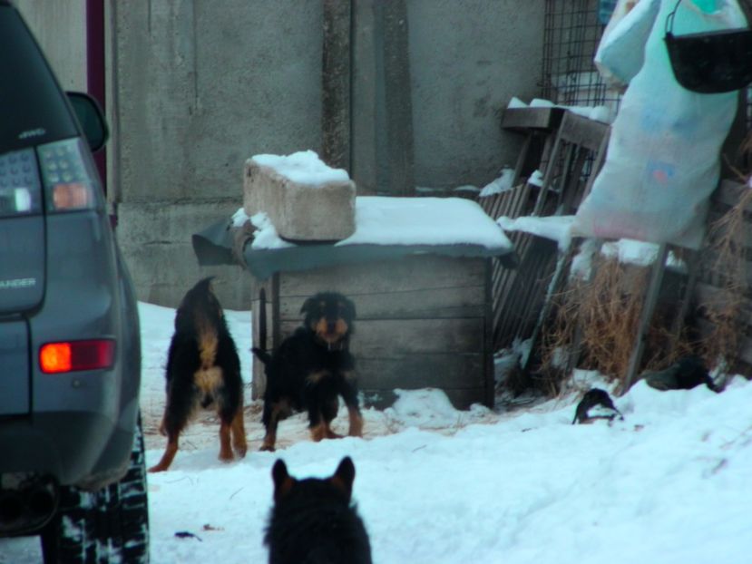 P2110001 - JAGDTERRIERI-cainii mei