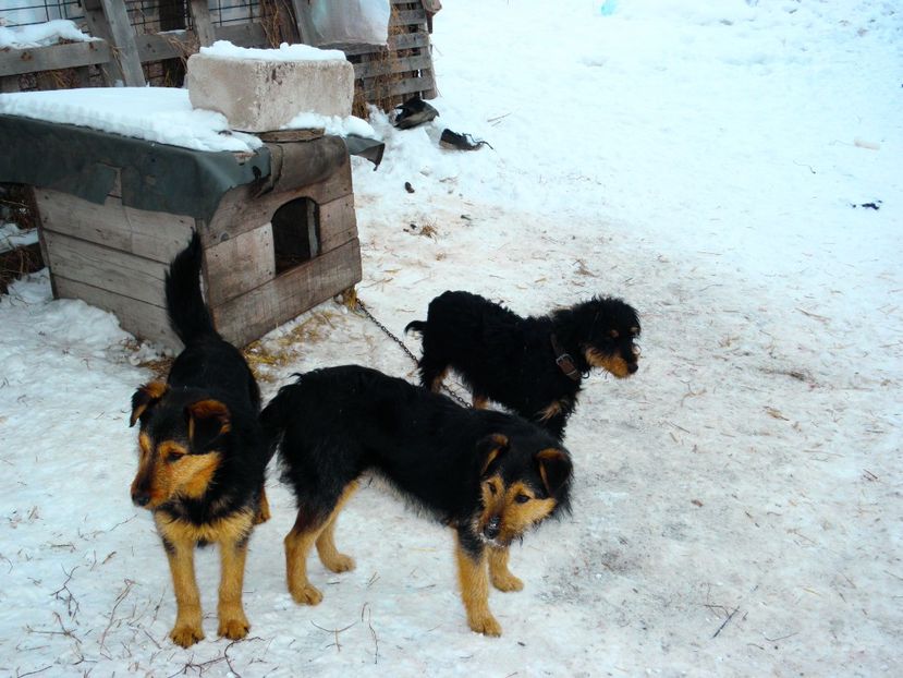 P2110076 - JAGDTERRIERI-cainii mei