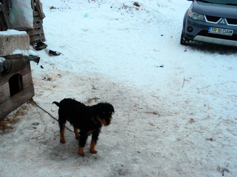 P2110074 - JAGDTERRIERI-cainii mei