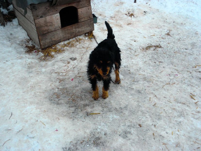 JESSY - JAGDTERRIERI-cainii mei