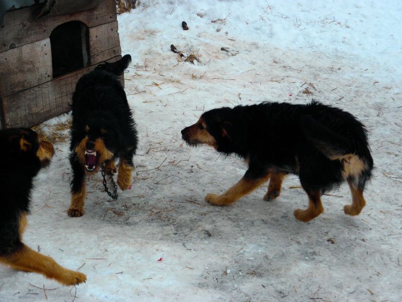 P2110055 - JAGDTERRIERI-cainii mei