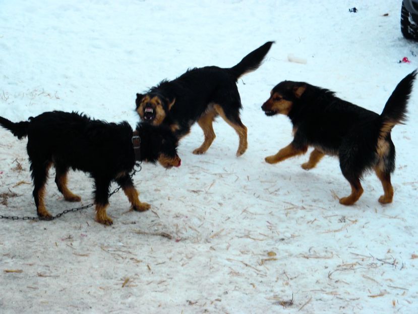 JESSY SI CATEII TERRY SI BURSY - JAGDTERRIERI-cainii mei