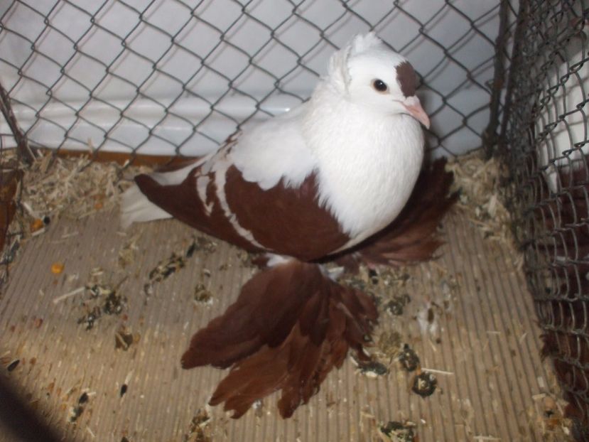  - RANDUNICA DE SILEZIA