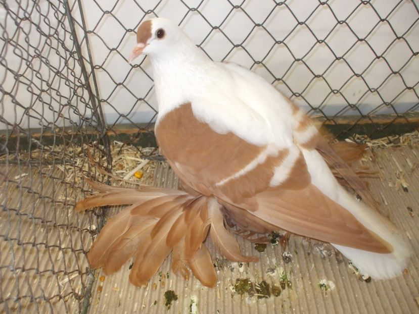  - RANDUNICA DE SILEZIA