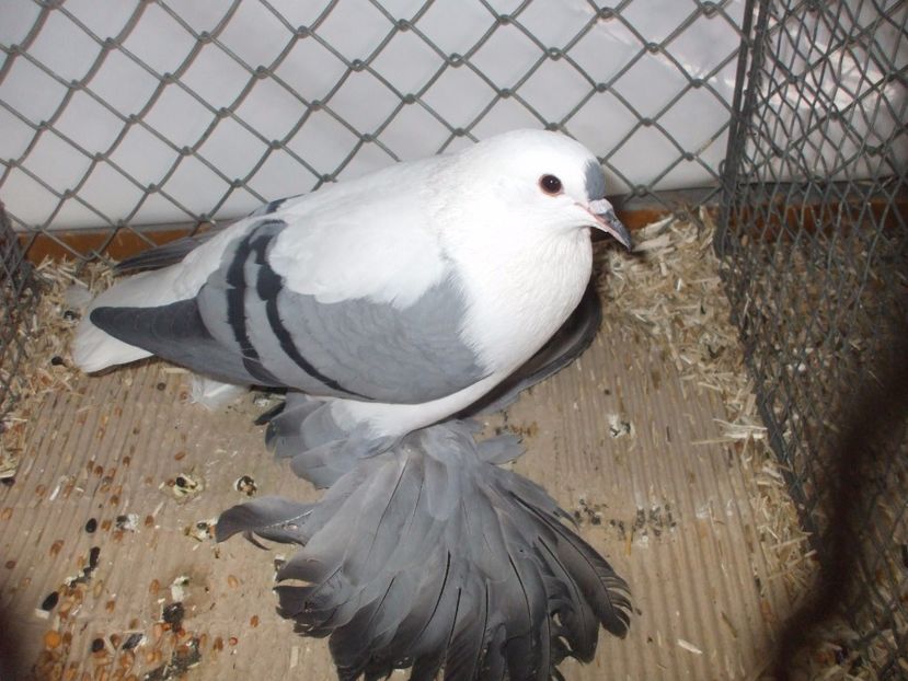  - RANDUNICA DE SILEZIA