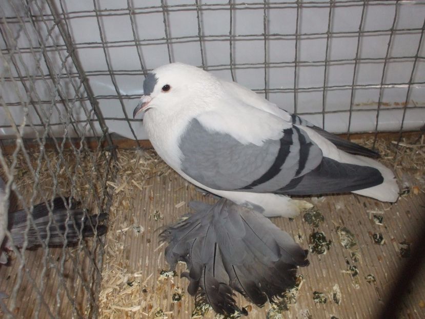  - RANDUNICA DE SILEZIA