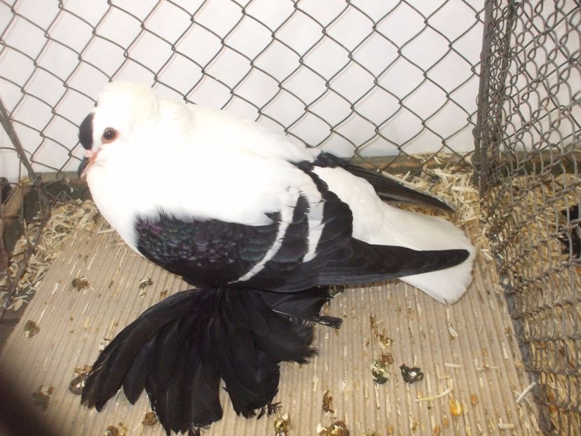  - RANDUNICA DE SAXONIA