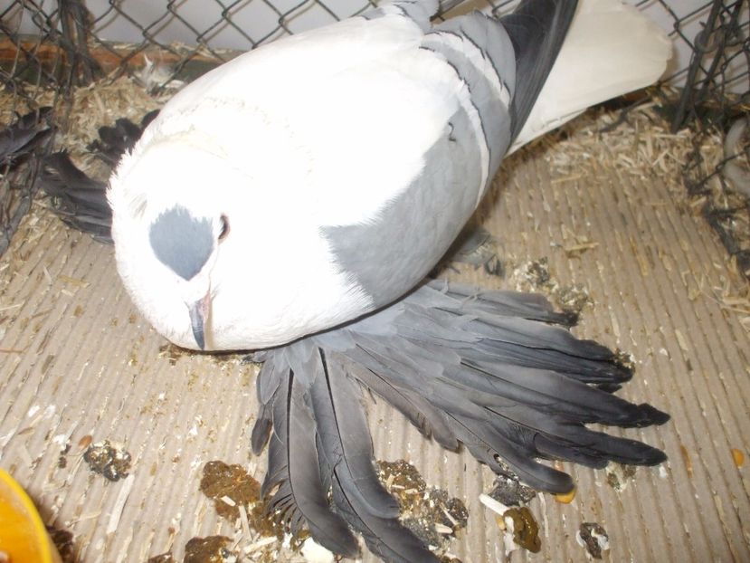  - RANDUNICA DE SAXONIA