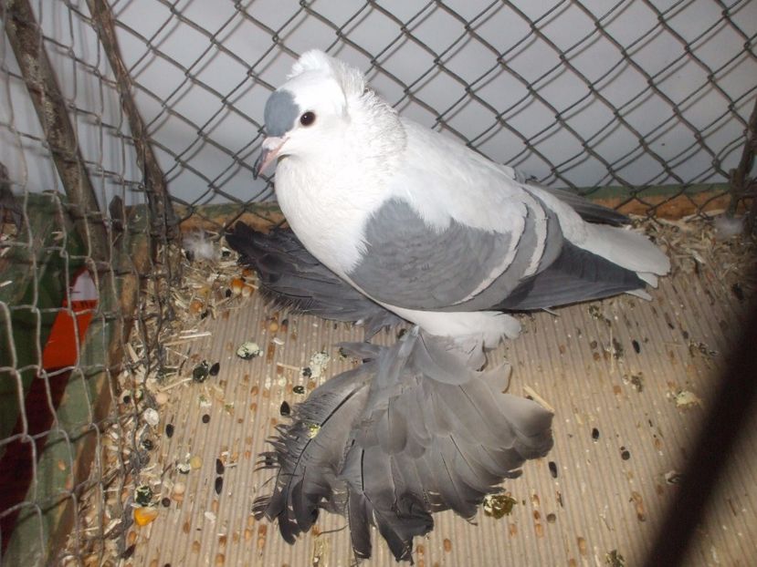  - RANDUNICA DE SAXONIA