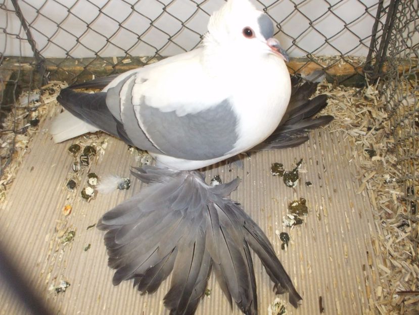  - RANDUNICA DE SAXONIA