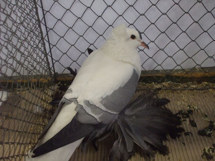  - RANDUNICA DE SAXONIA