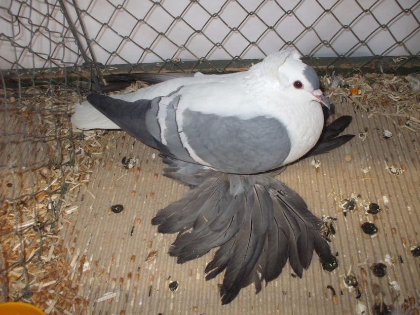  - RANDUNICA DE SAXONIA