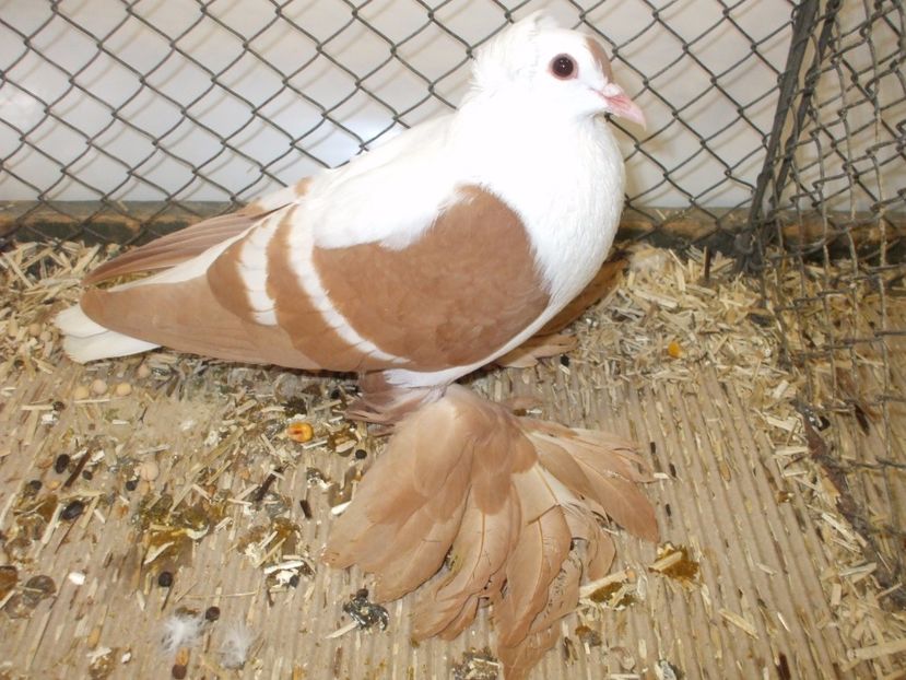  - RANDUNICA DE SAXONIA