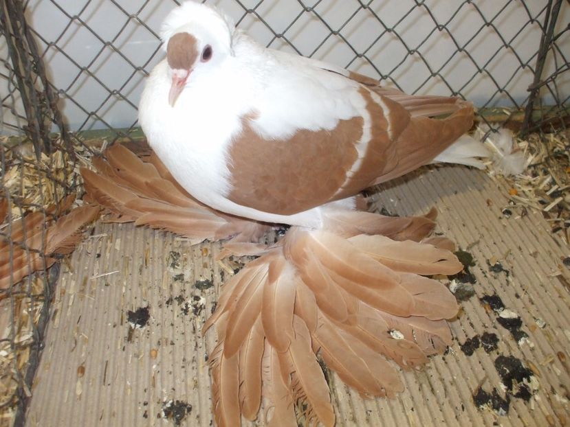  - RANDUNICA DE SAXONIA