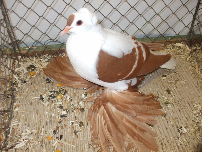  - RANDUNICA DE SAXONIA