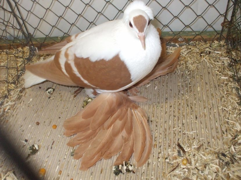  - RANDUNICA DE SAXONIA