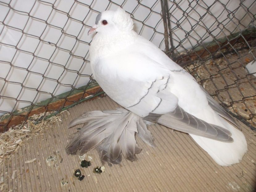  - RANDUNICA DE SAXONIA