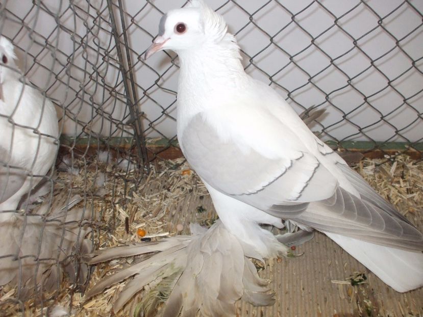  - RANDUNICA DE SAXONIA