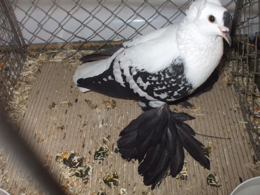  - RANDUNICA DE SAXONIA