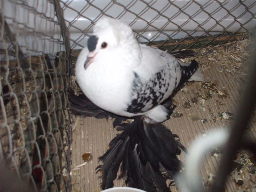  - RANDUNICA DE SAXONIA