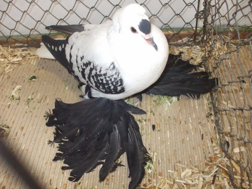  - RANDUNICA DE SAXONIA