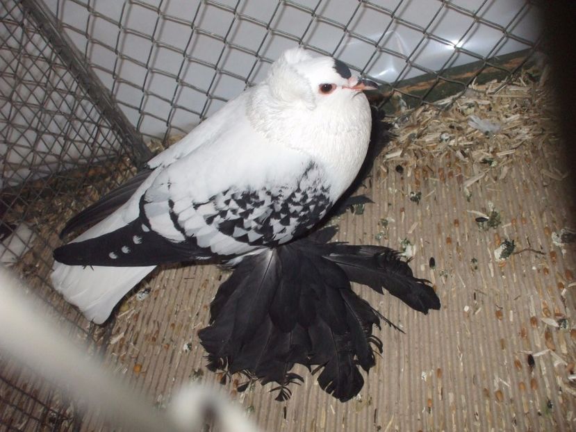  - RANDUNICA DE SAXONIA