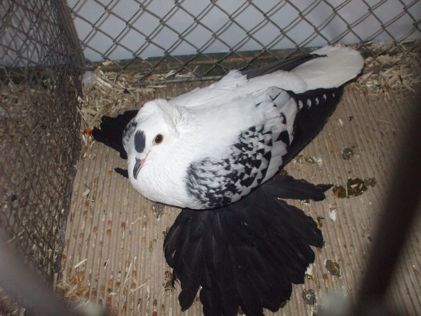  - RANDUNICA DE SAXONIA