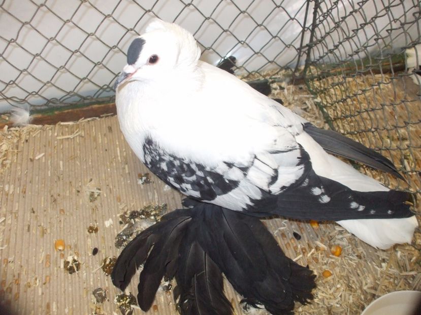  - RANDUNICA DE SAXONIA