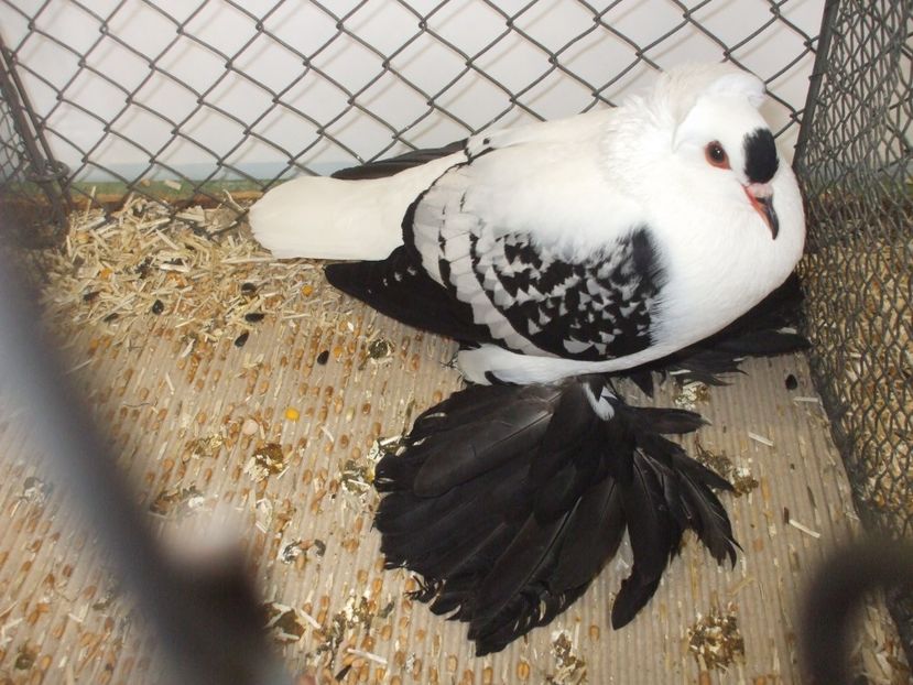  - RANDUNICA DE SAXONIA