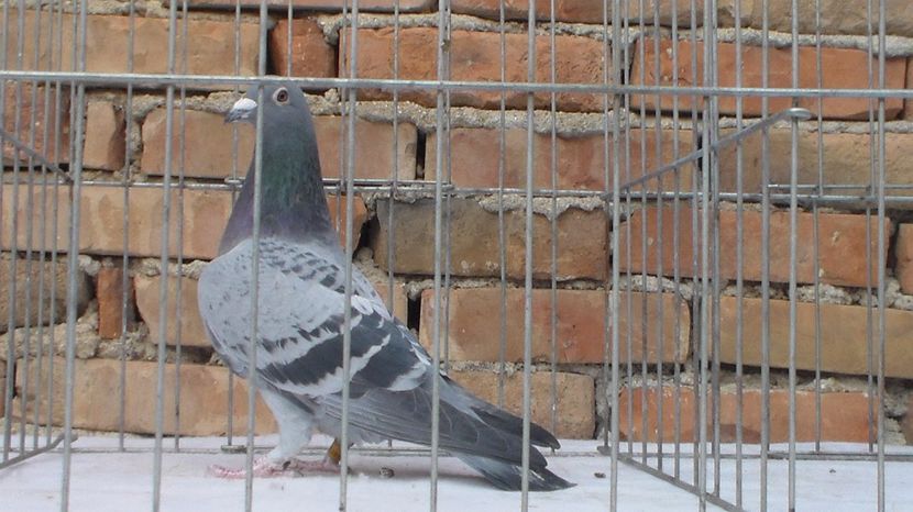 SAM_4995 - 147271-09 F 100 lei