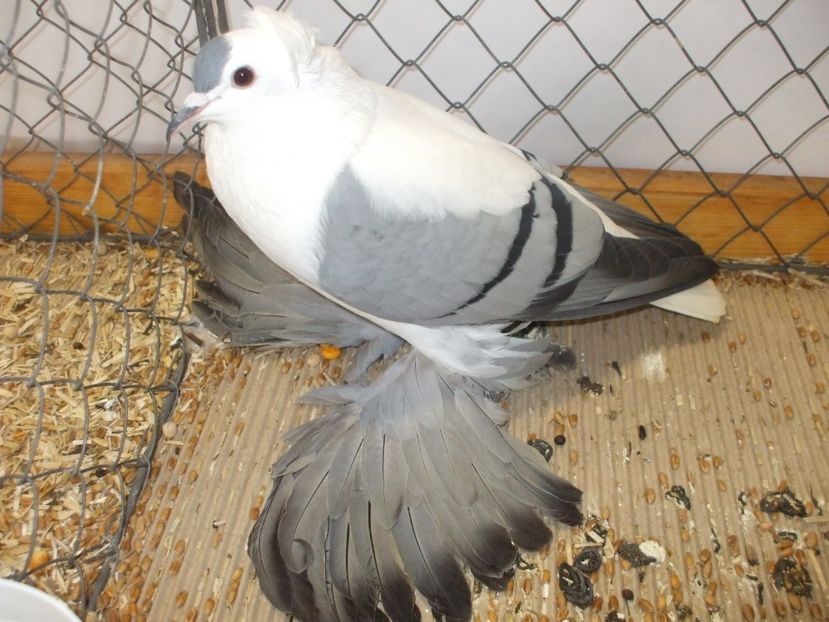  - RANDUNICA DE SAXONIA