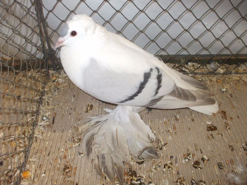  - RANDUNICA DE SAXONIA