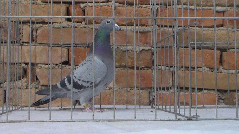 SAM_4996 - 147271-09 F 100 lei