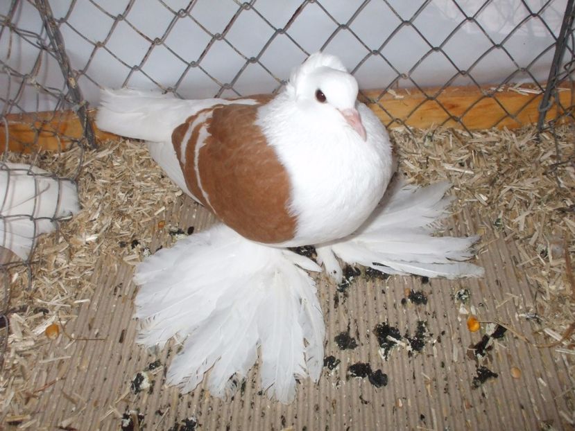  - RANDUNICA CU CAPACE