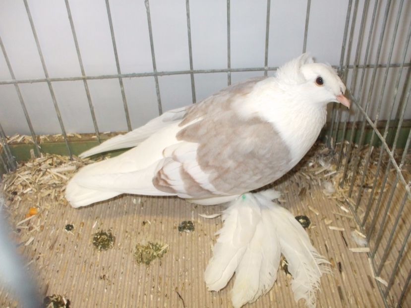  - RANDUNICA CU CAPACE