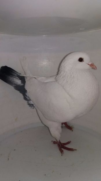 F 2016 vanduta - De vanzare kingi