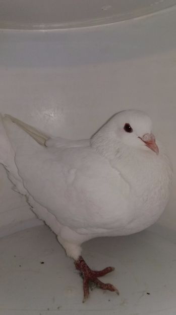 M 2016 vandut - De vanzare kingi