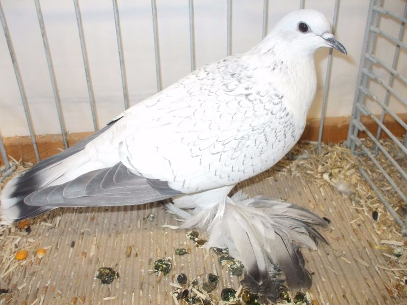  - RANDUNICA DE GHEATA