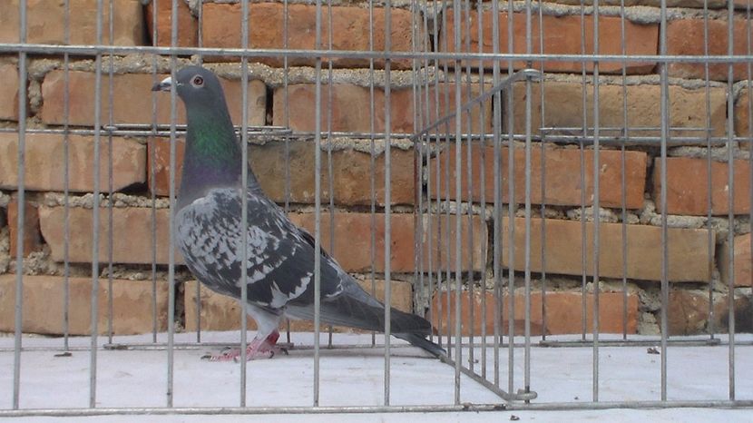 SAM_5015 - 134028-13 F 100 lei