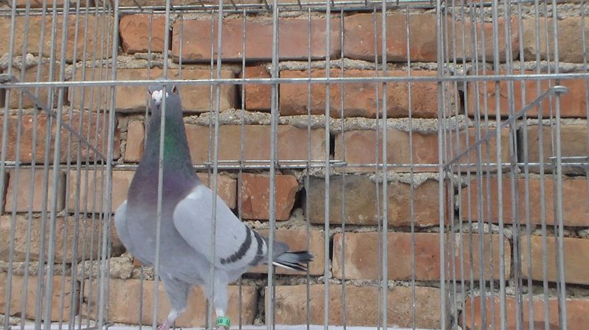 SAM_5028 - 135504-11 M 150 lei